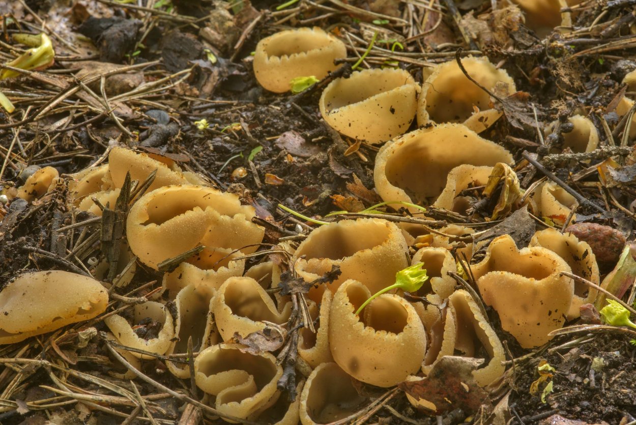 Пецица пузырчатая