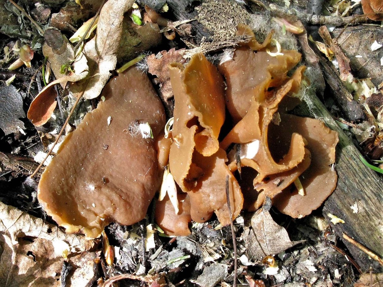 Пецица гриб