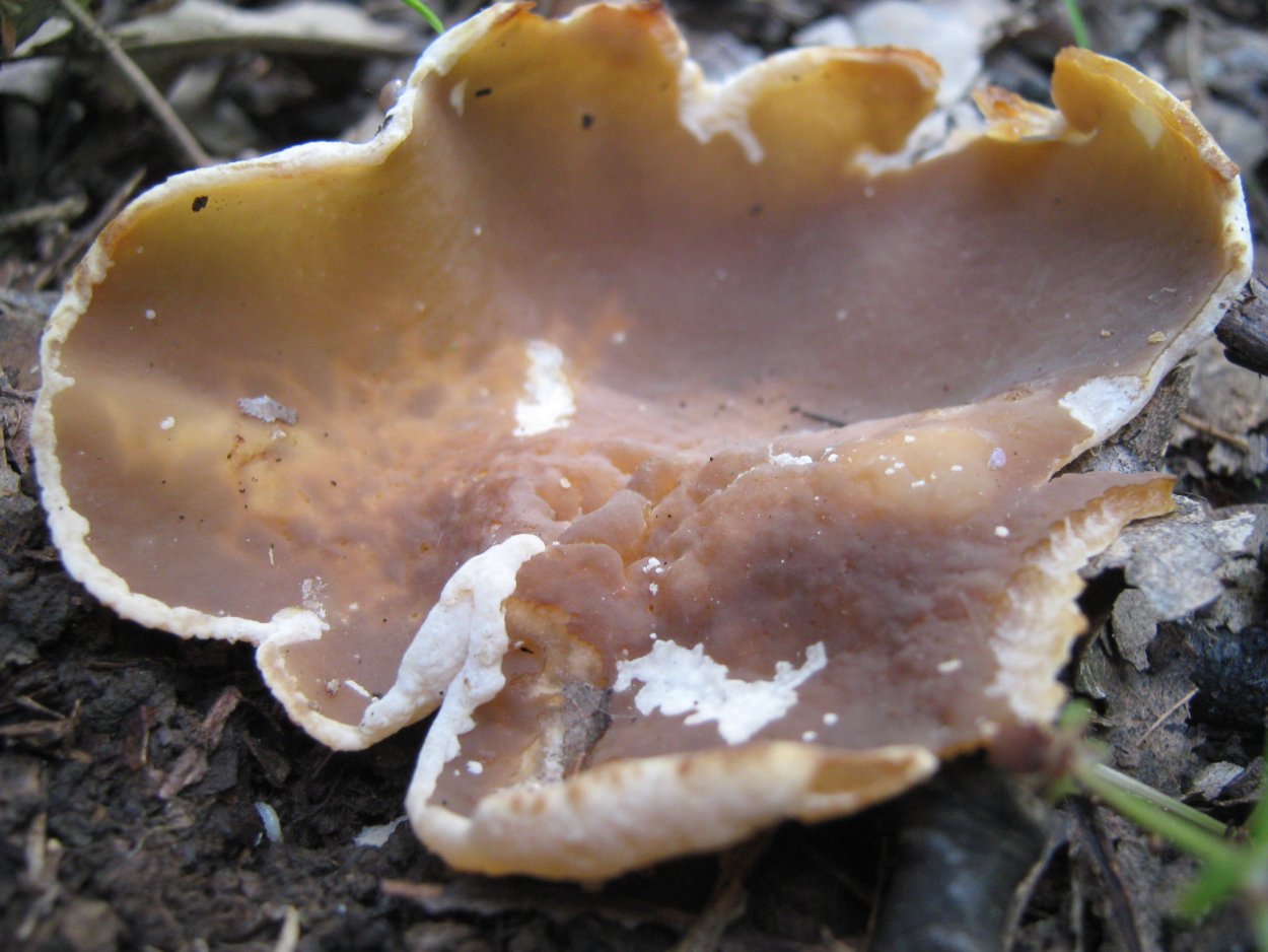 Пецица Подвальная (Peziza Cerea)