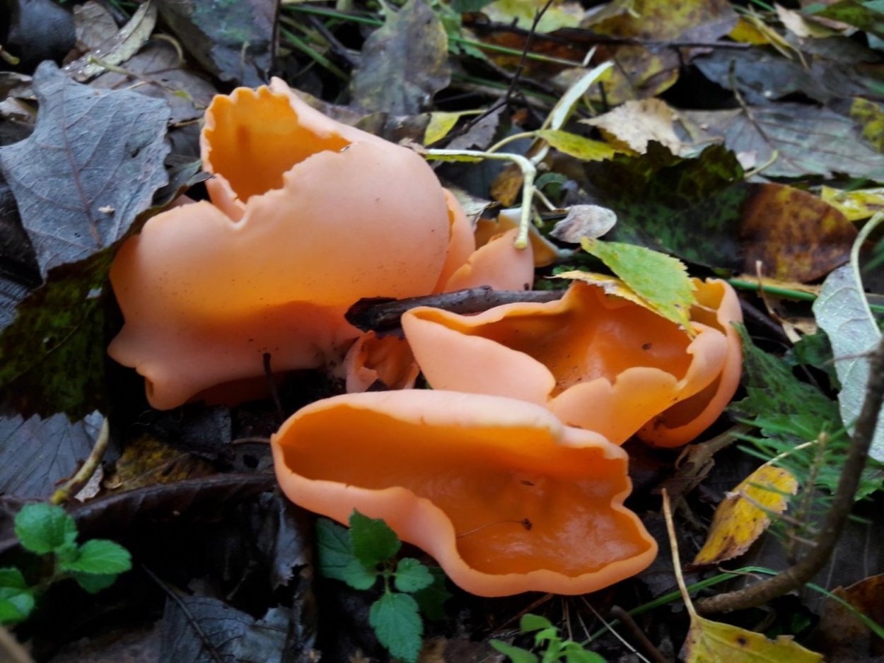 Оранжевая пецица (алеврия оранжевая