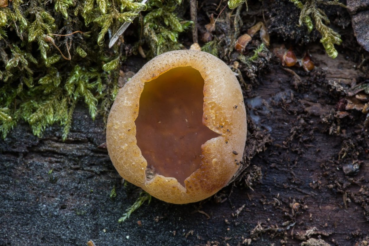 Грибы пецица изменчивая