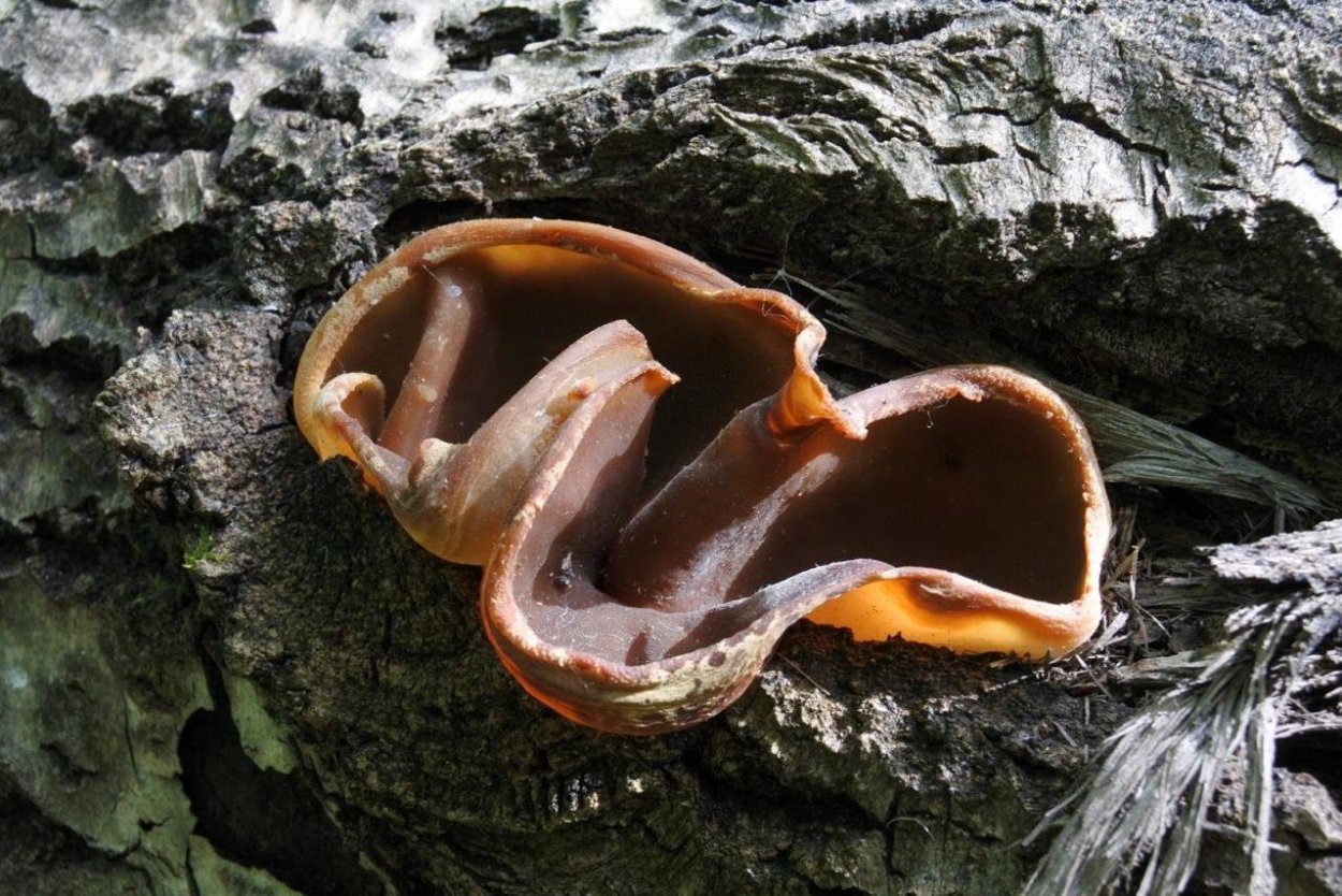 Гриб Нектрия синаборина