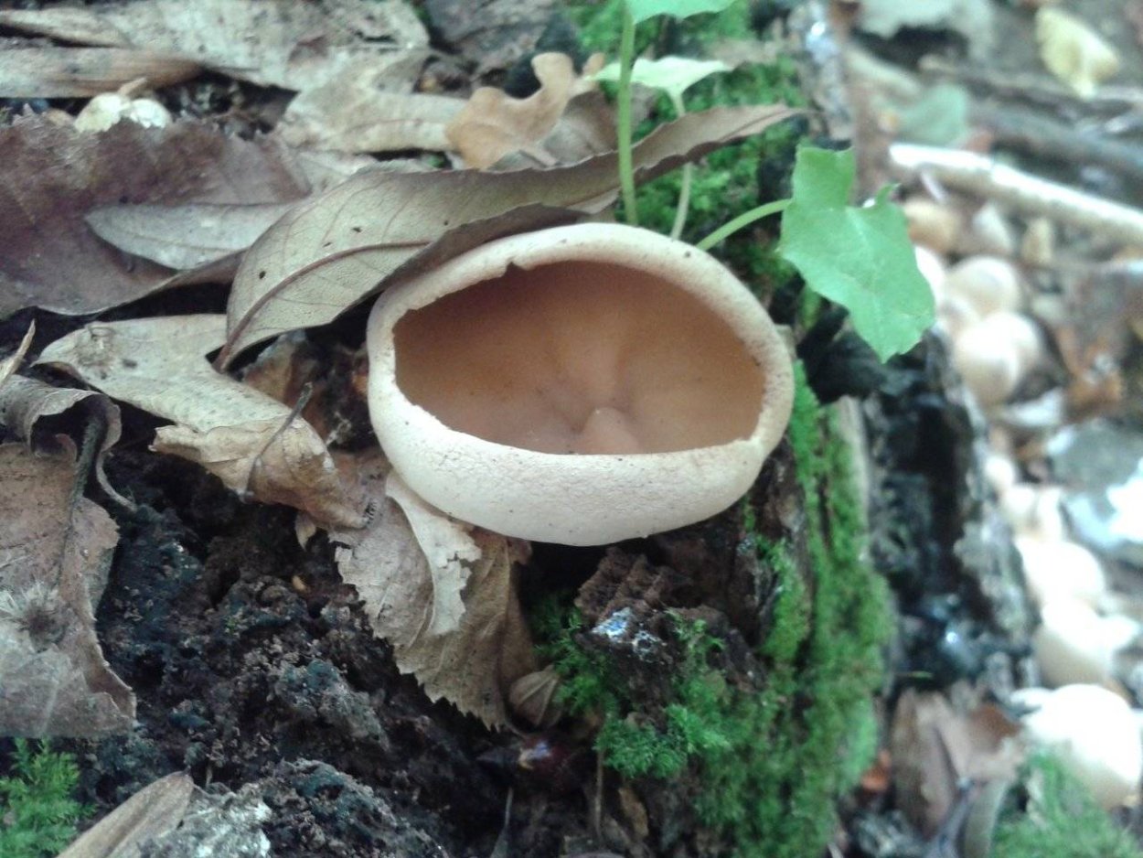 Пецица пузырчатая