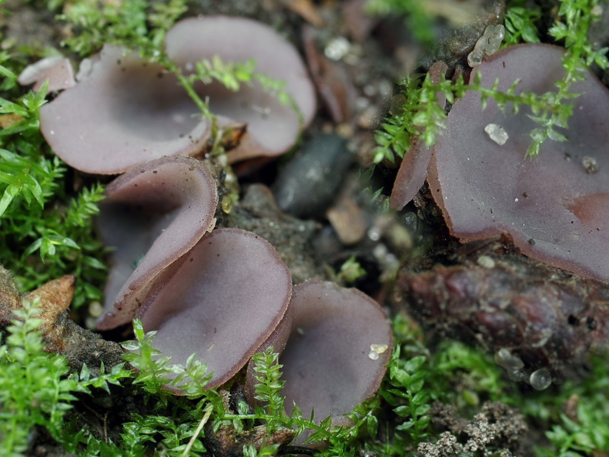 Пецица пузырчатая