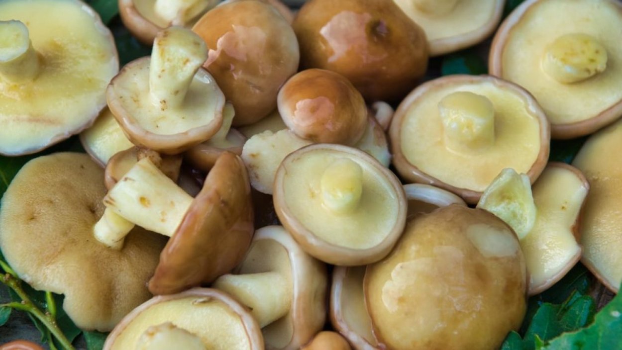 Скользкие маслята