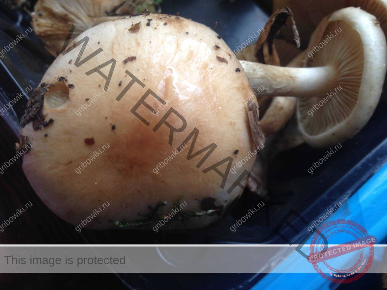 Еловик гриб коричневый