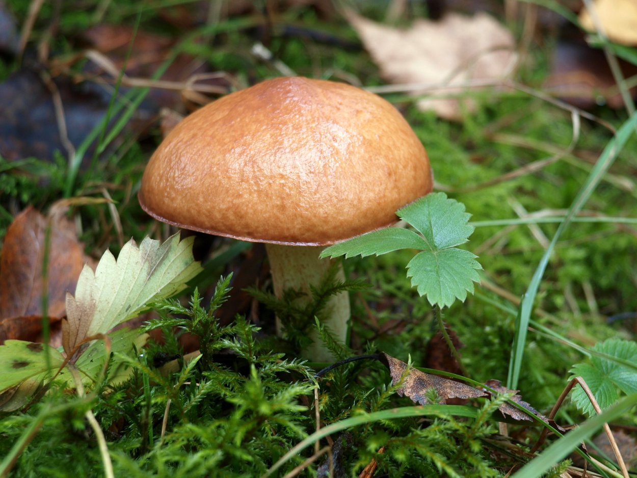 Масленок еловый