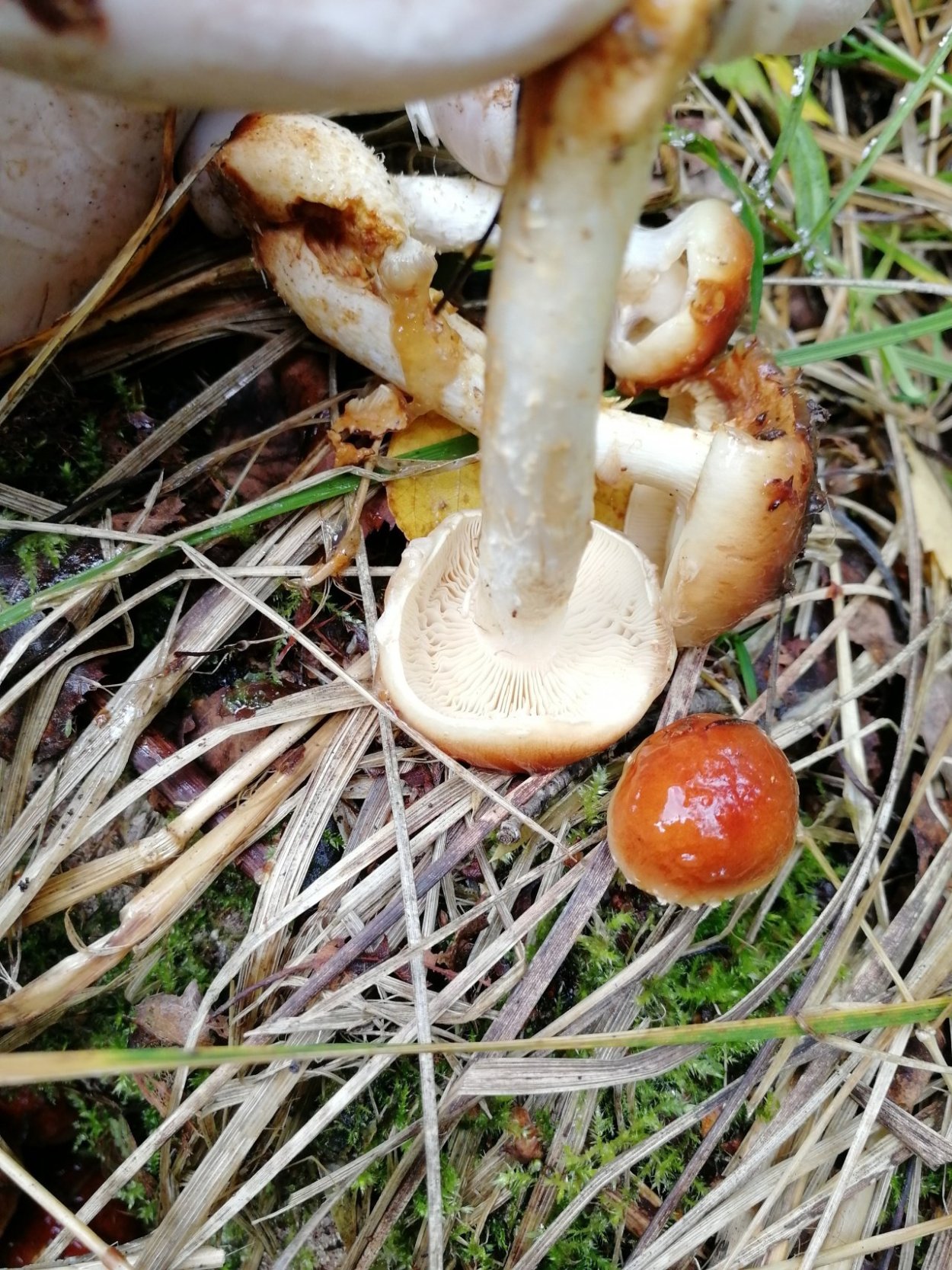 Чешуйчатка слизистая Pholiota lubrica