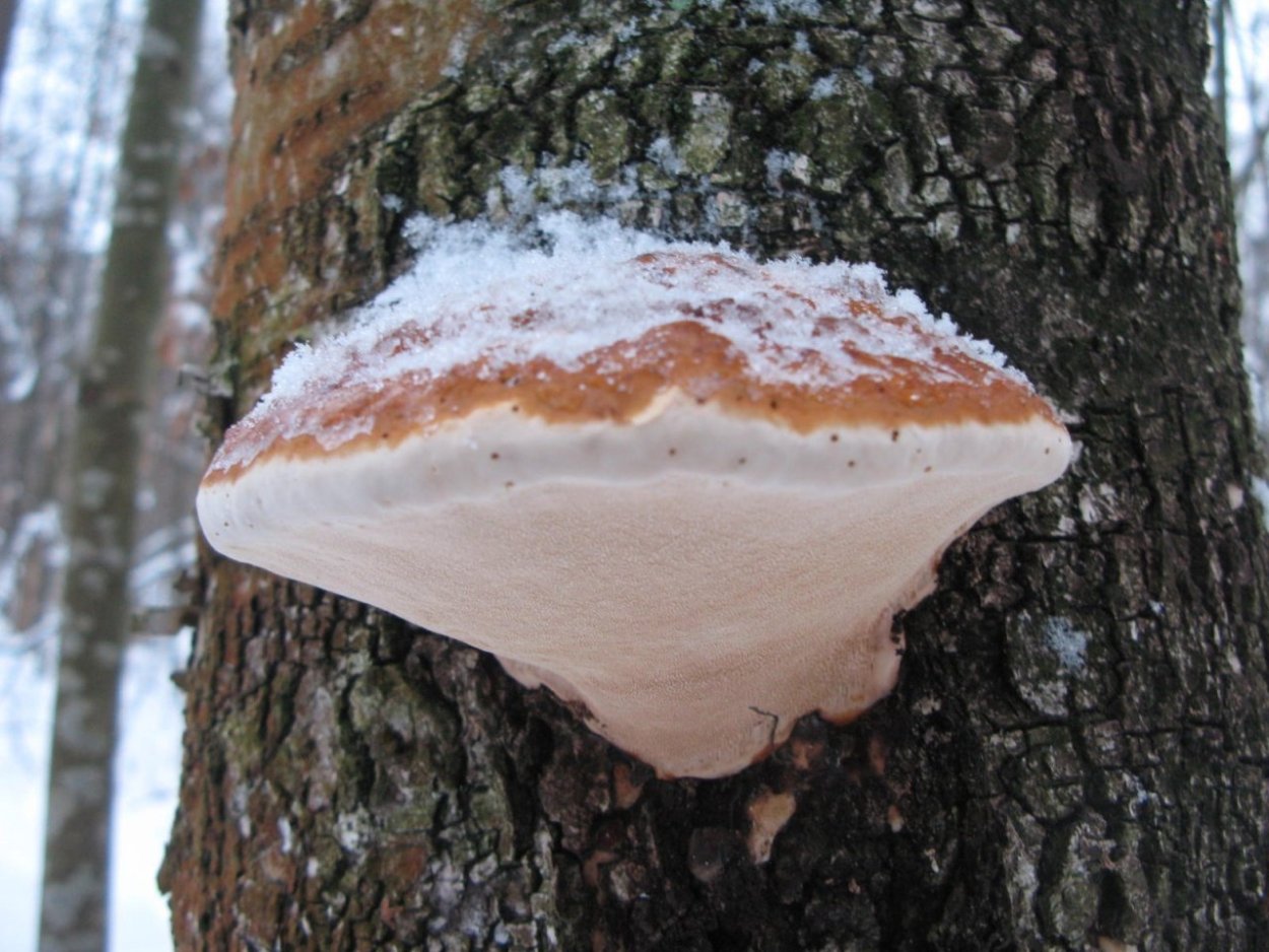 Трутовик настоящий fomes fomentarius