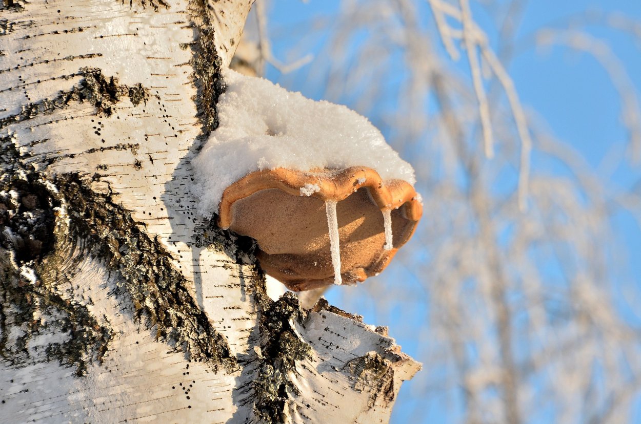 Гриб на Березе