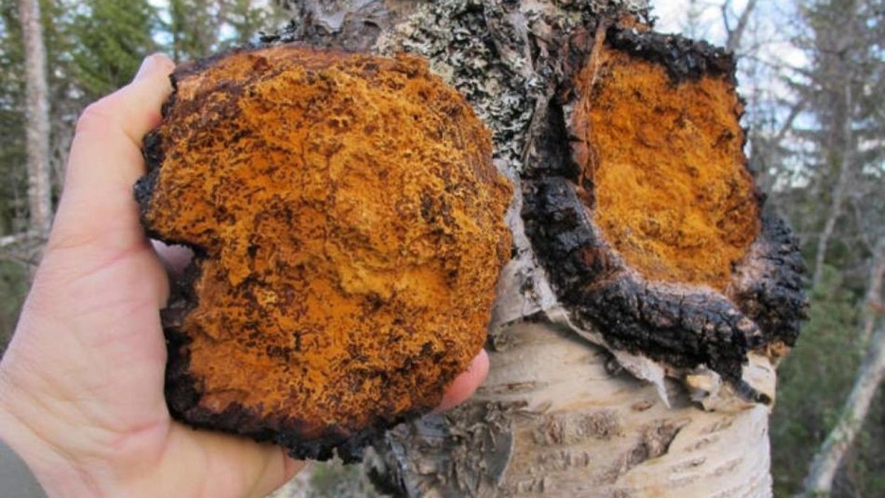 Чага (березовый гриб)