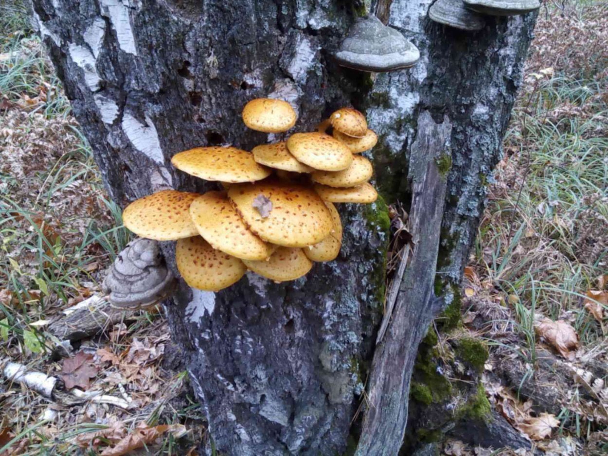 Грибы трутовики ХМАО-Югры