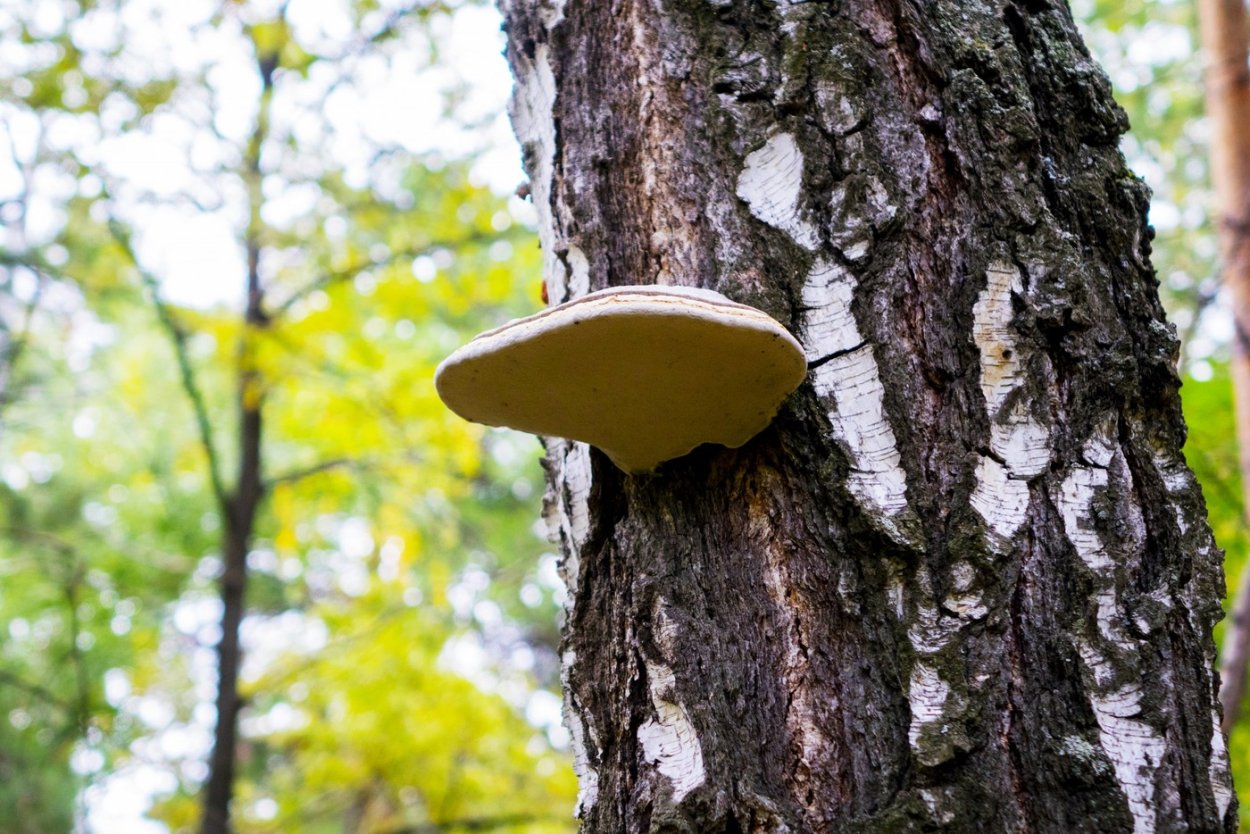 Трутовик косотрубчатый (чага)