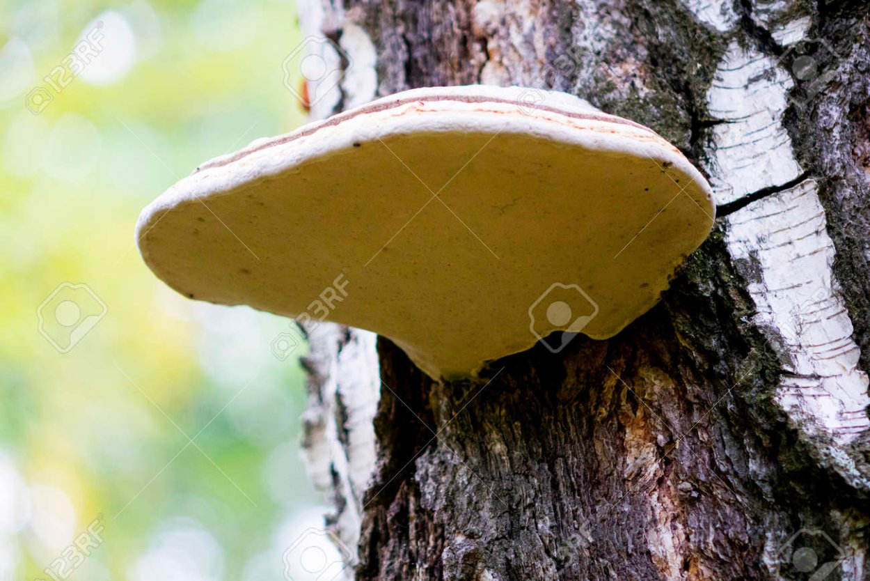 Грибы растущие на Березе