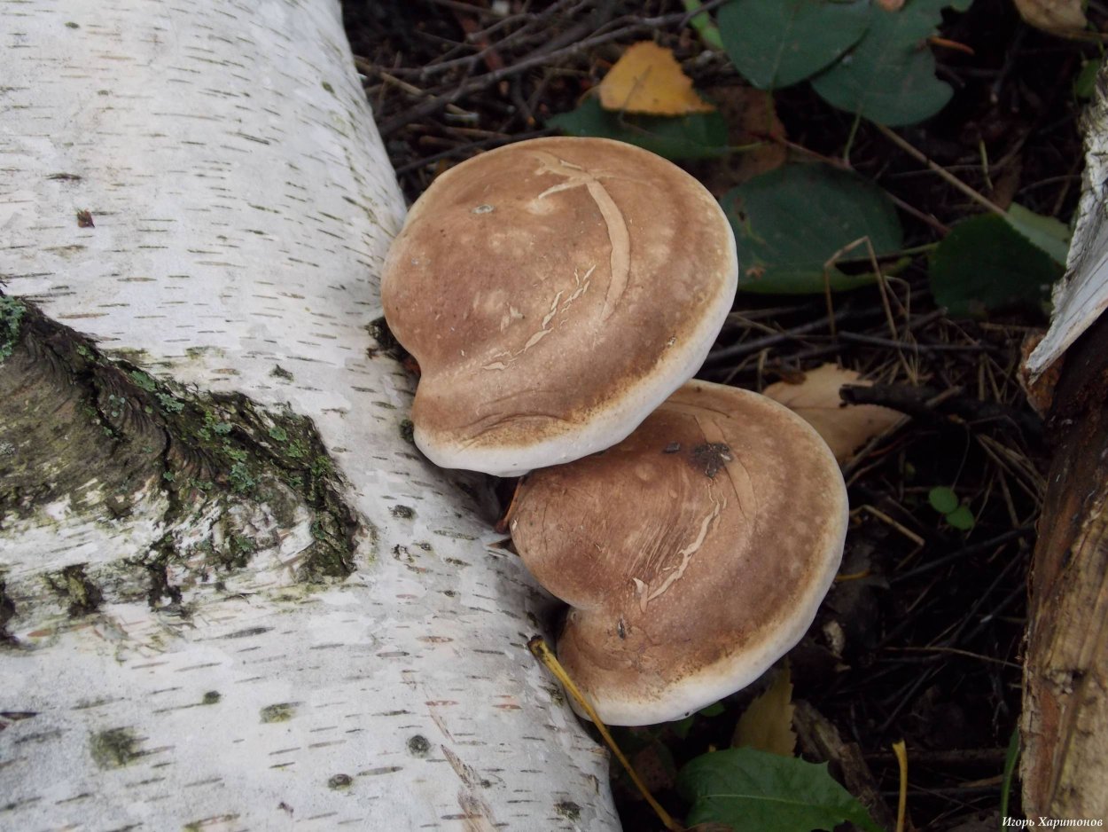 Гриб трутовик березовый
