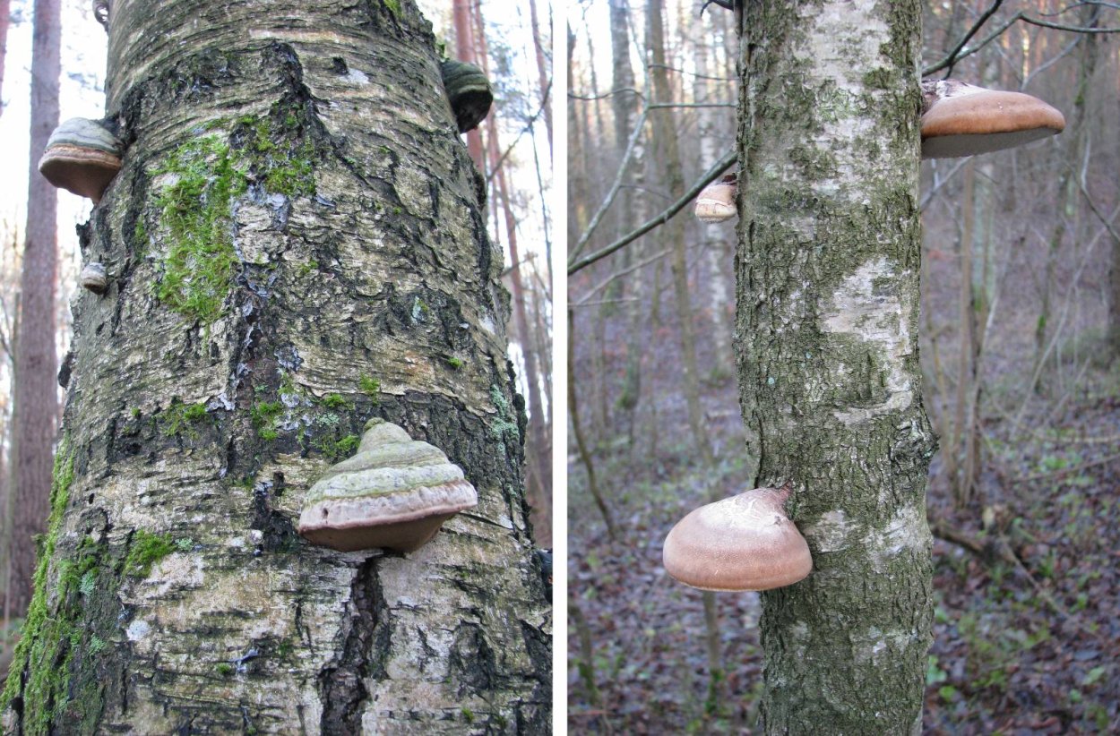 Чага на осине