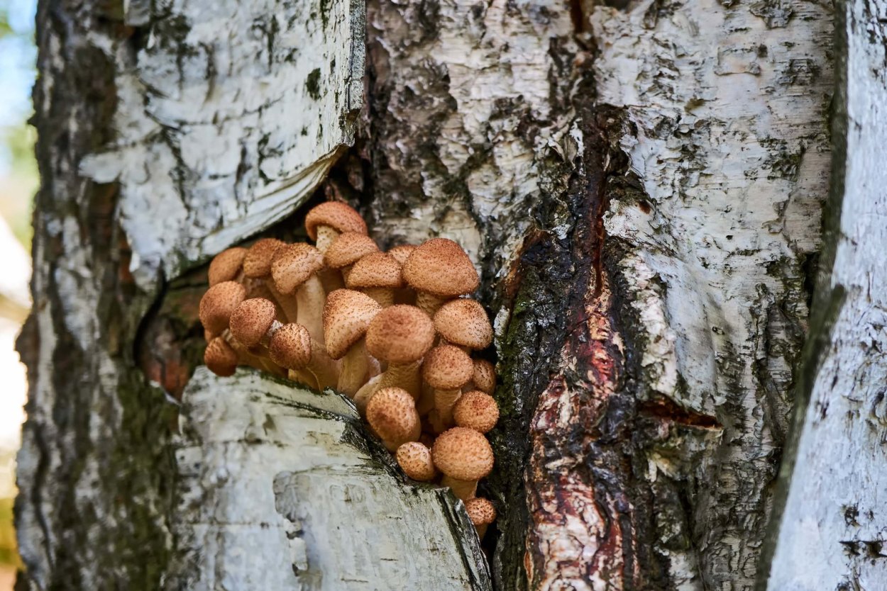 Опенок осенний на яблоне