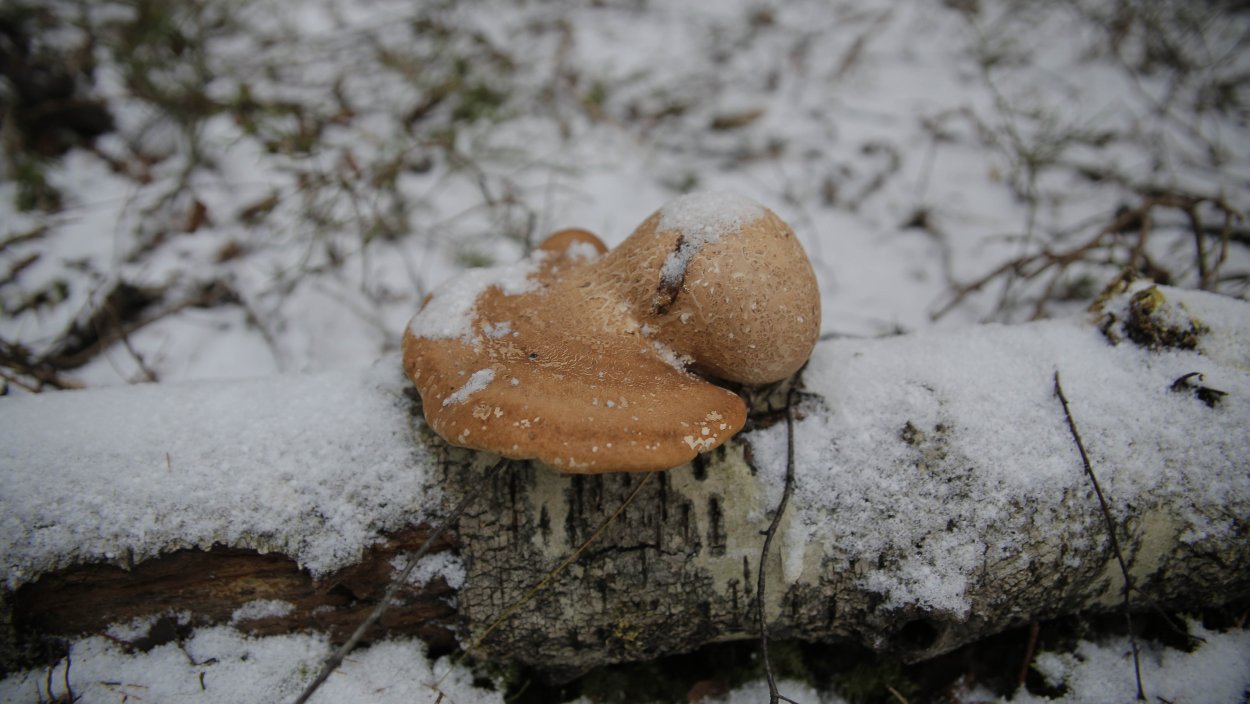 Чага на Березе