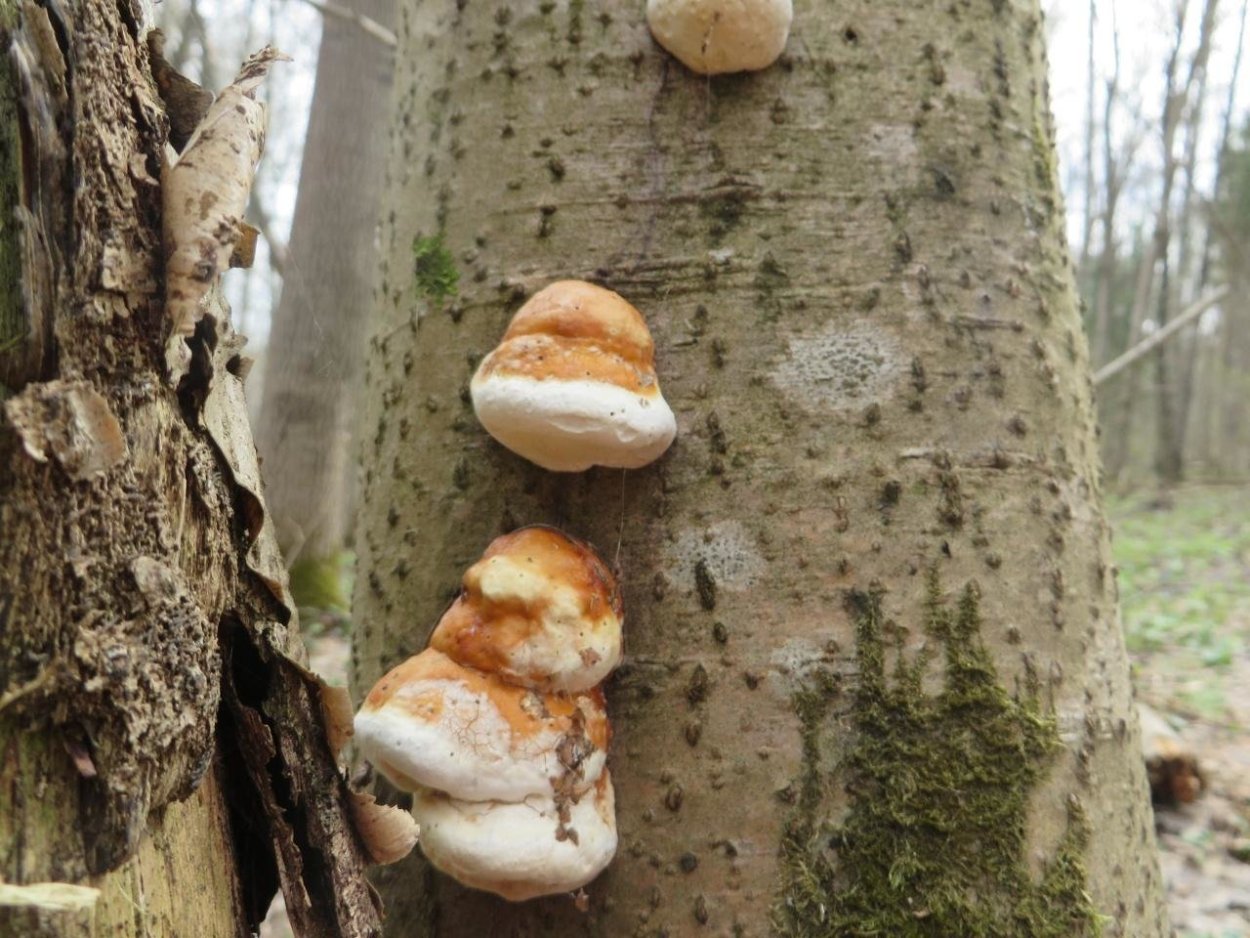 Гриб на Березе