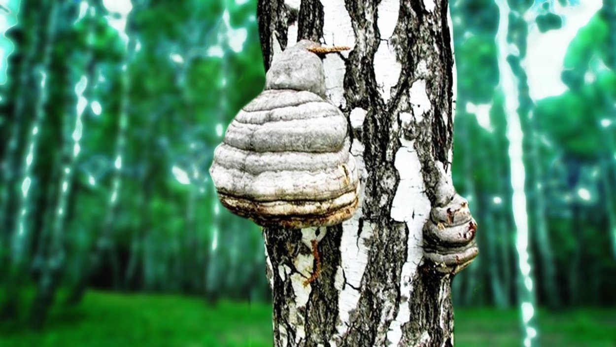 Трутовик еловый