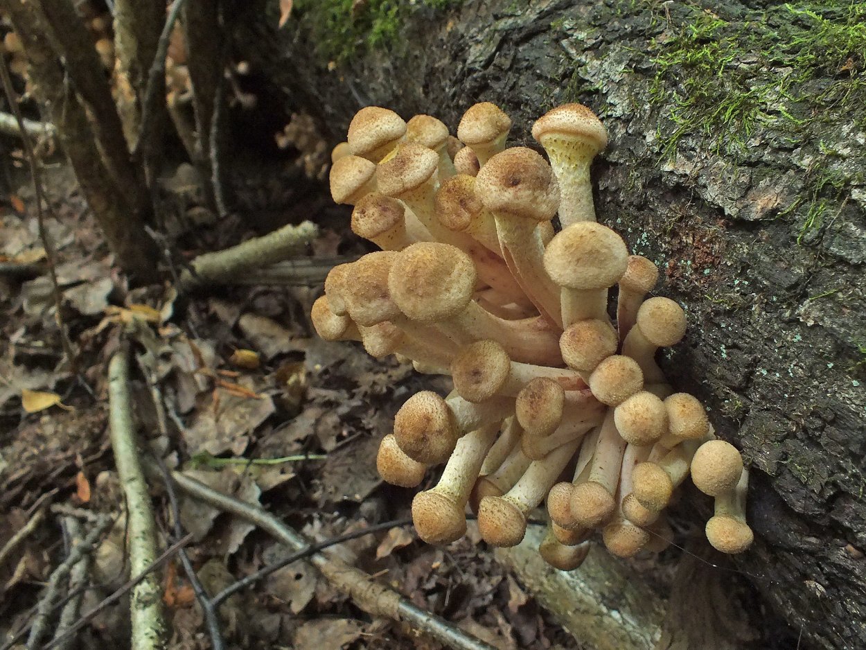 Окаймленный трутовик на Березе