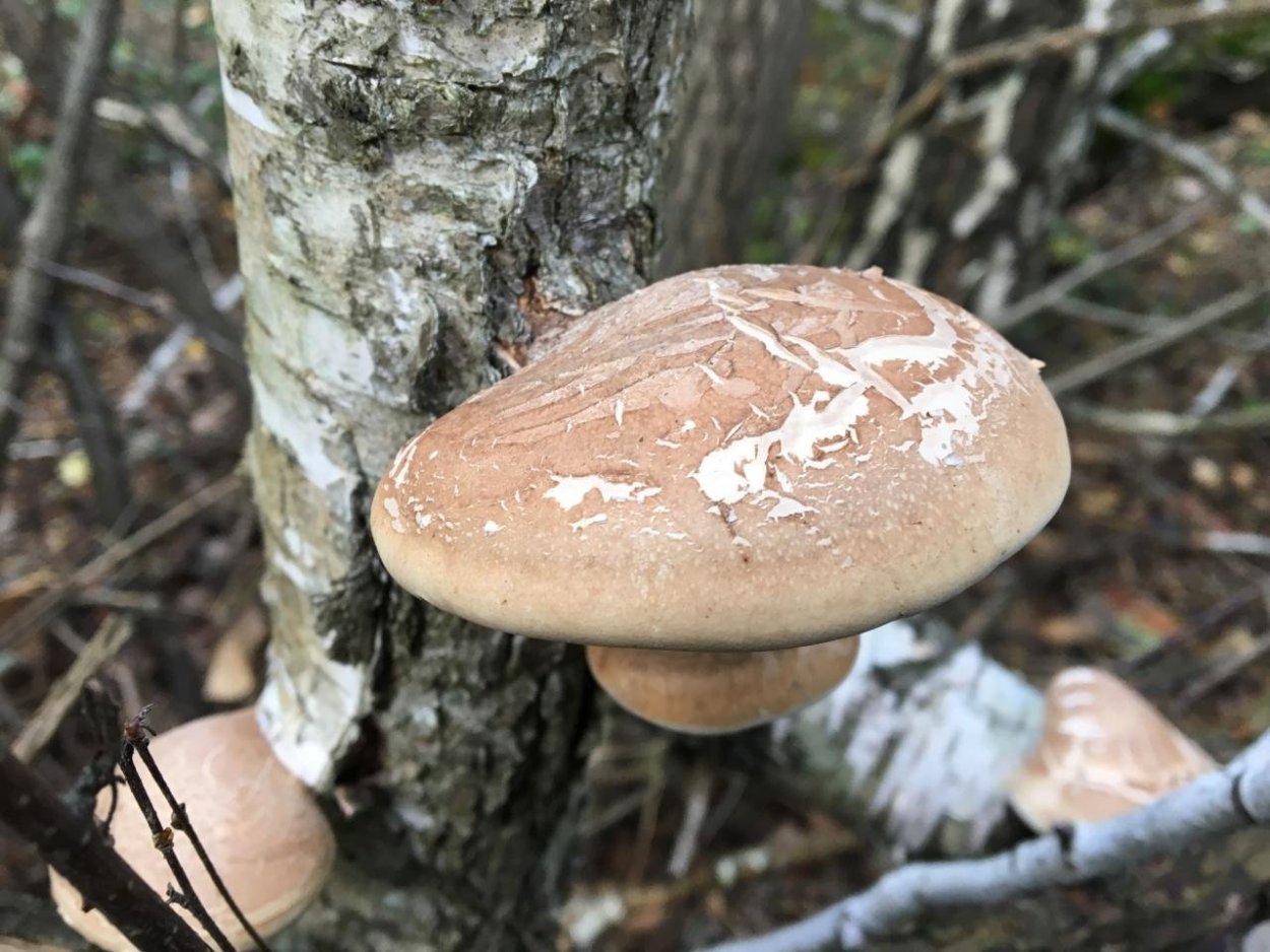 Гриб чага на Березе