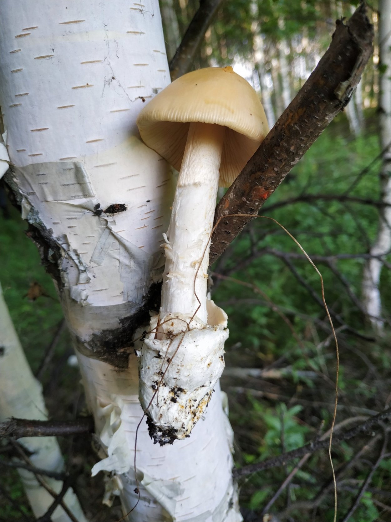 Piptoporus betulinus