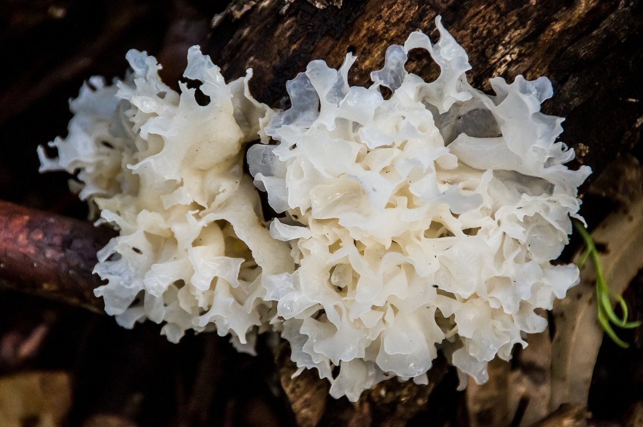 Tremella fuciformis грибы
