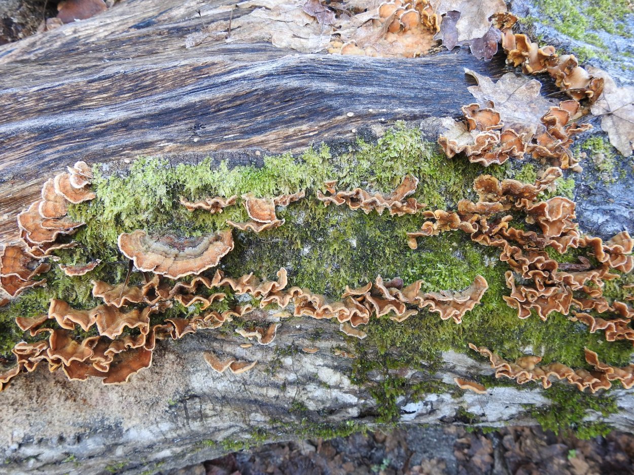 Древесный гриб муэр растет