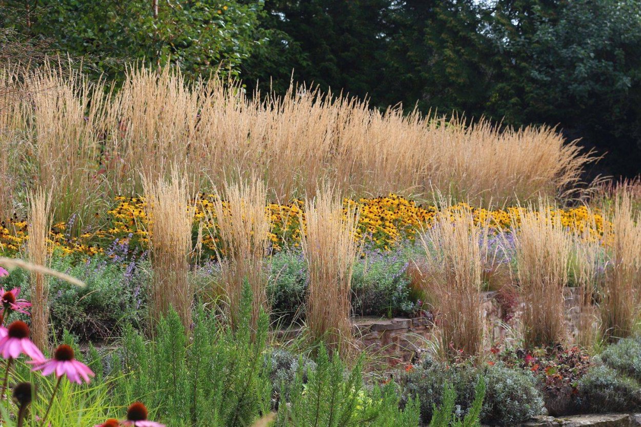 Пеннисетум Хамельн