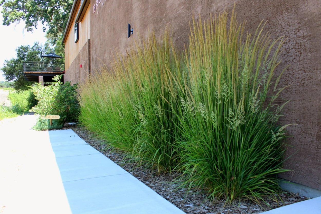 Вейник остроцветковый "Карл Форестер"