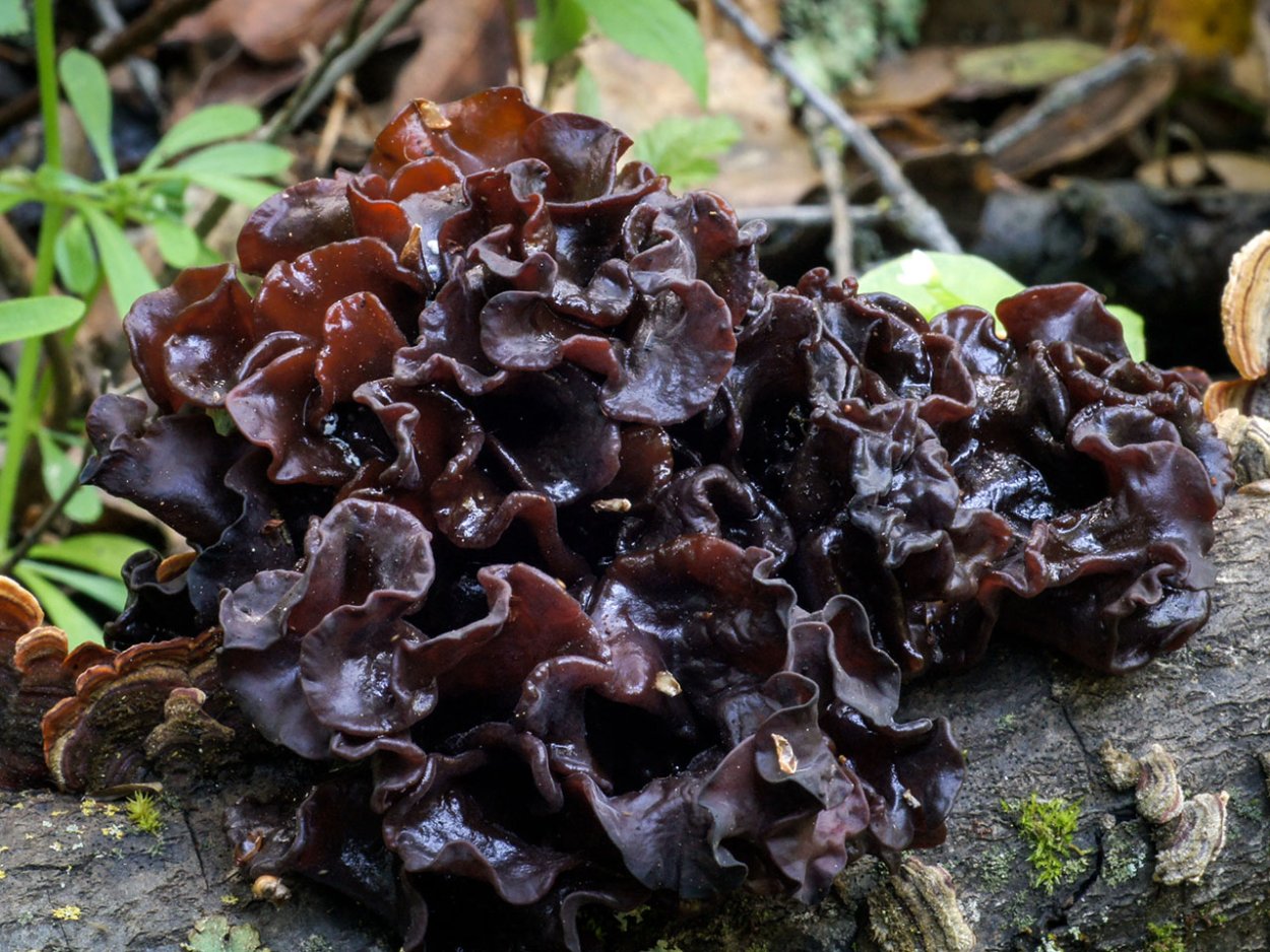 Гриб Tremella foliacea