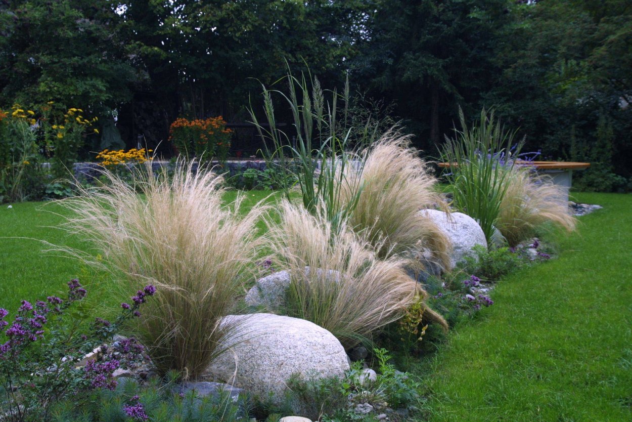 Вейник остроцветковый "Overdam" (Овердам)