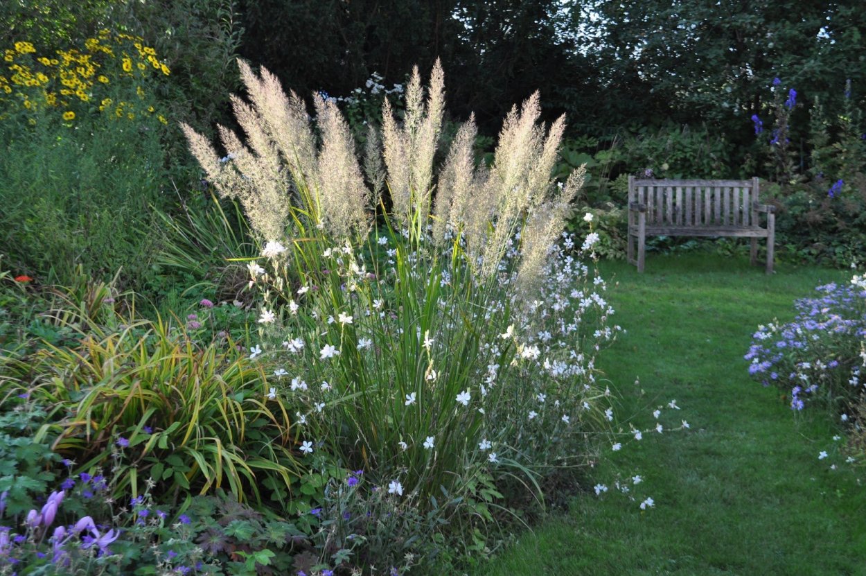 Миксбордеры Вероника голубая