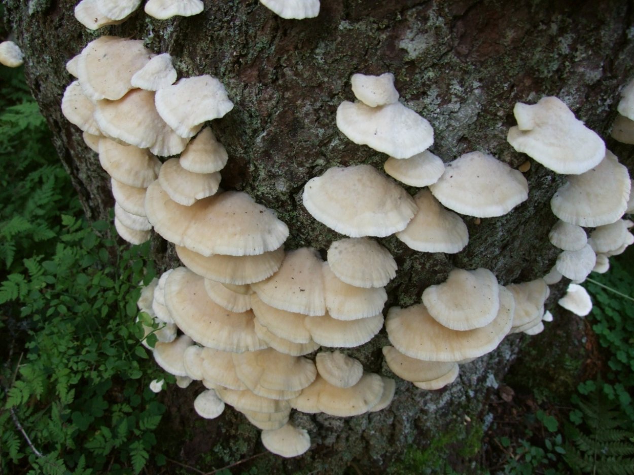 Climacocystis Borealis