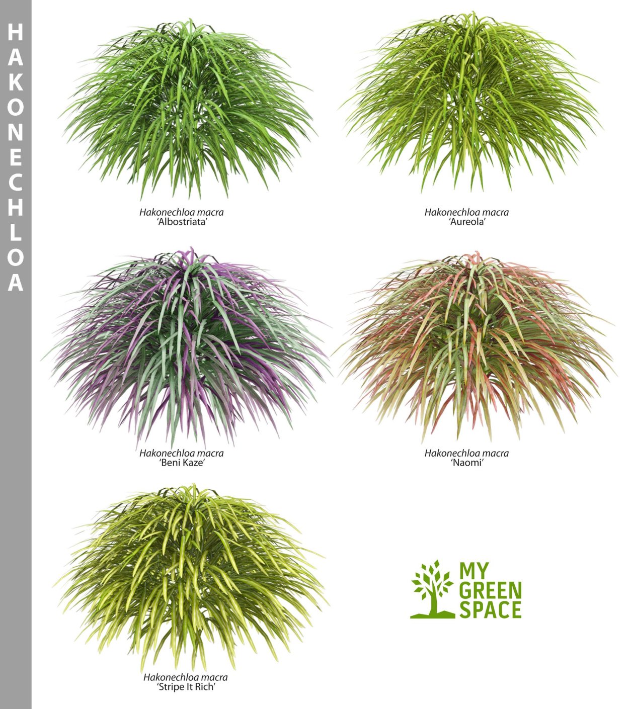 Мюленбергия капиллярис