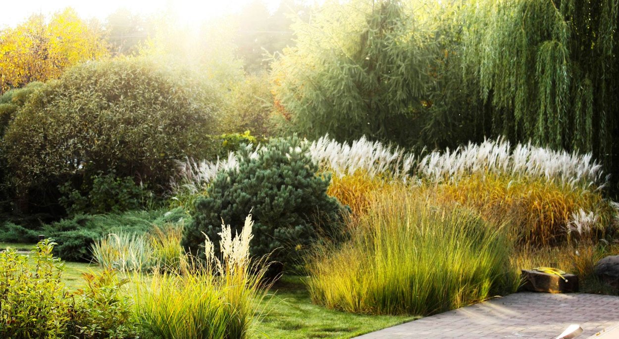 Сады пита Удольфа многолетние злаки