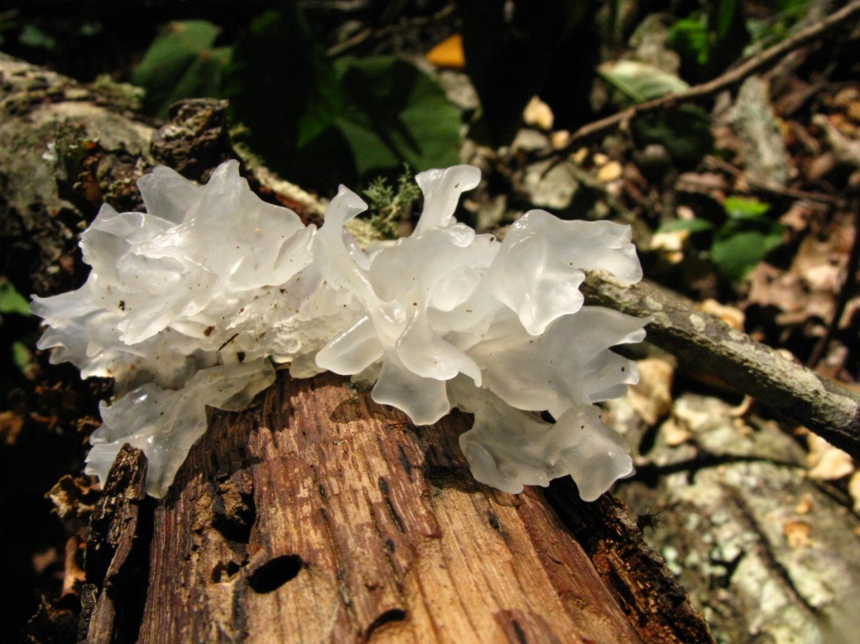 Tremella fuciformis