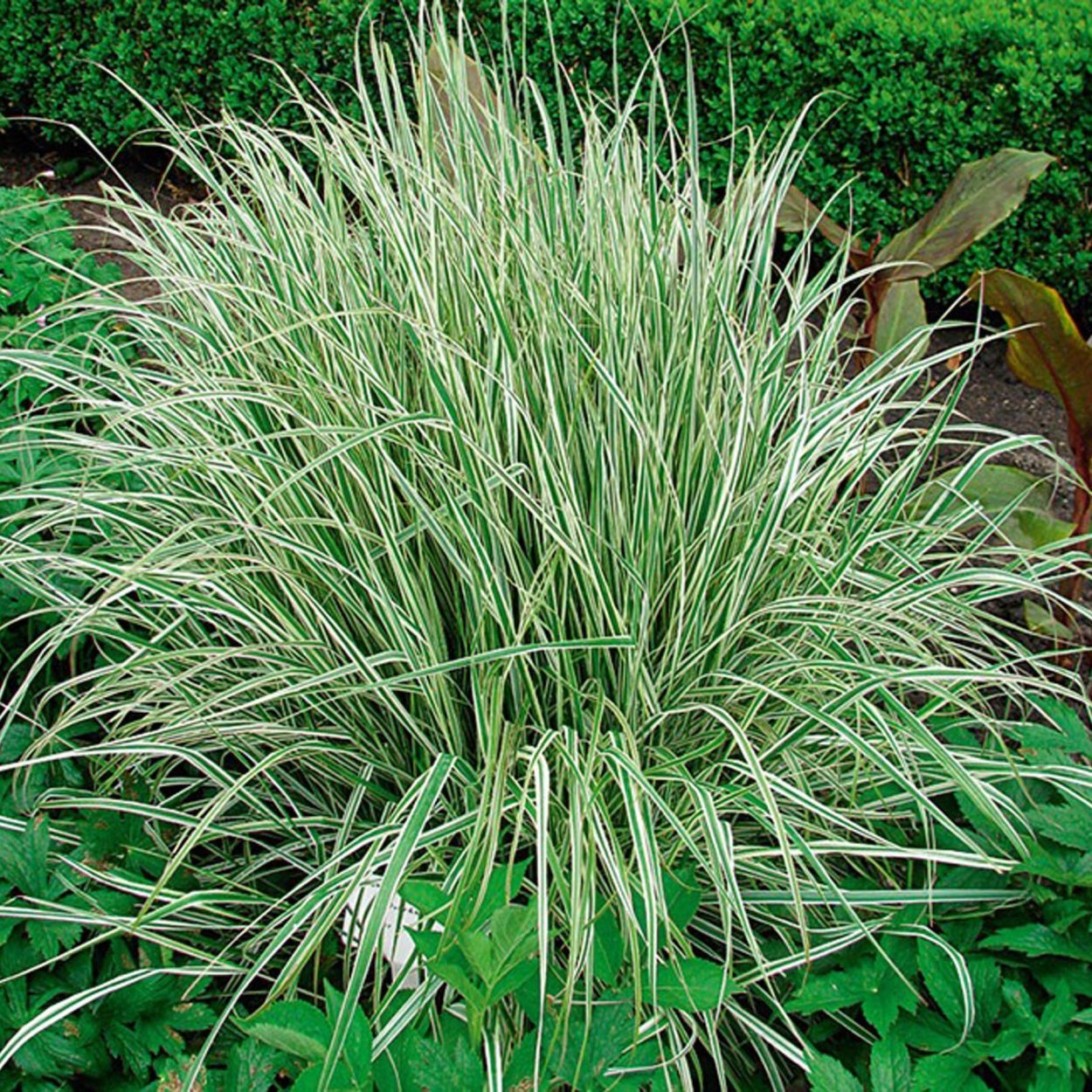 Мискантус китайский Синенсис