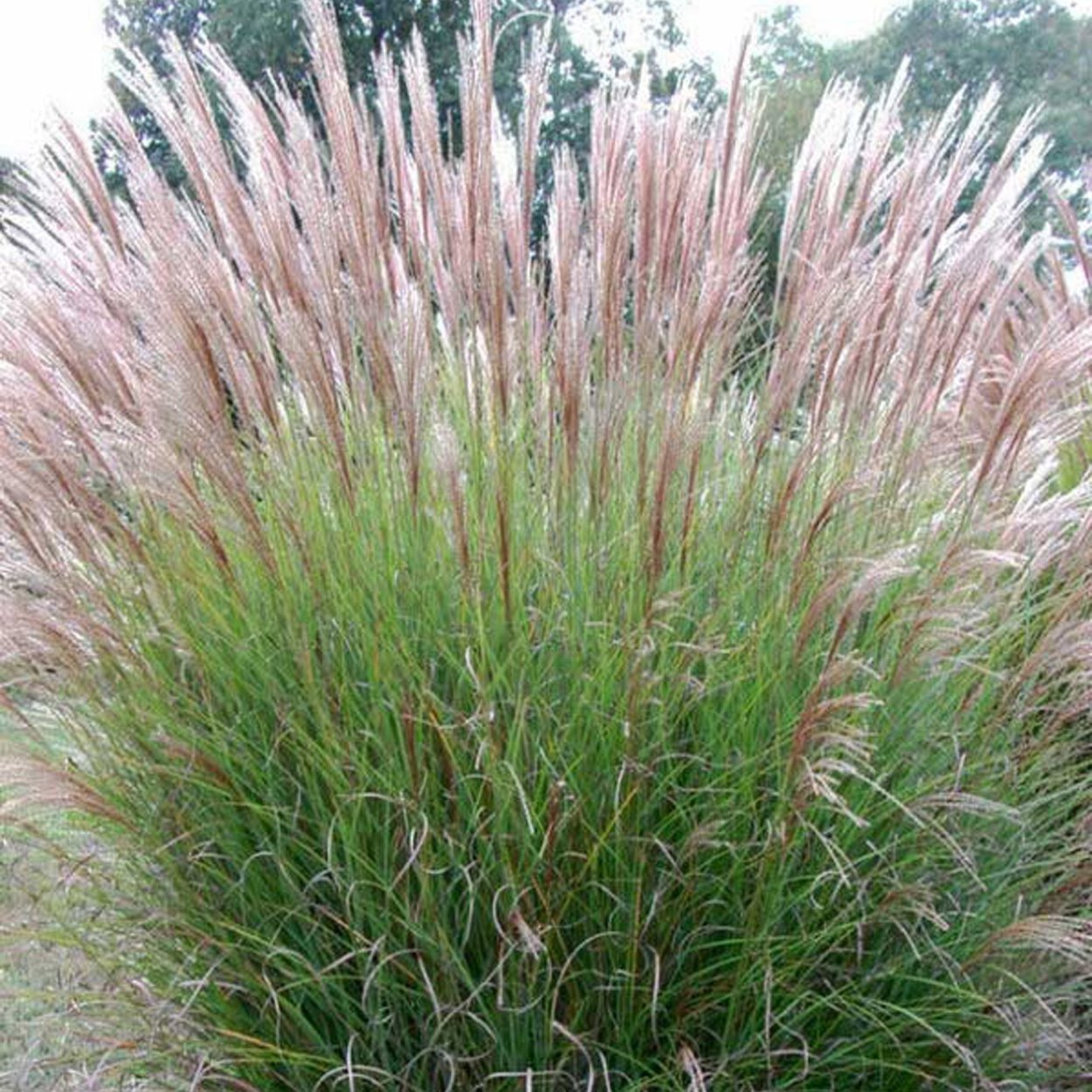 Пампасная трава мискантус