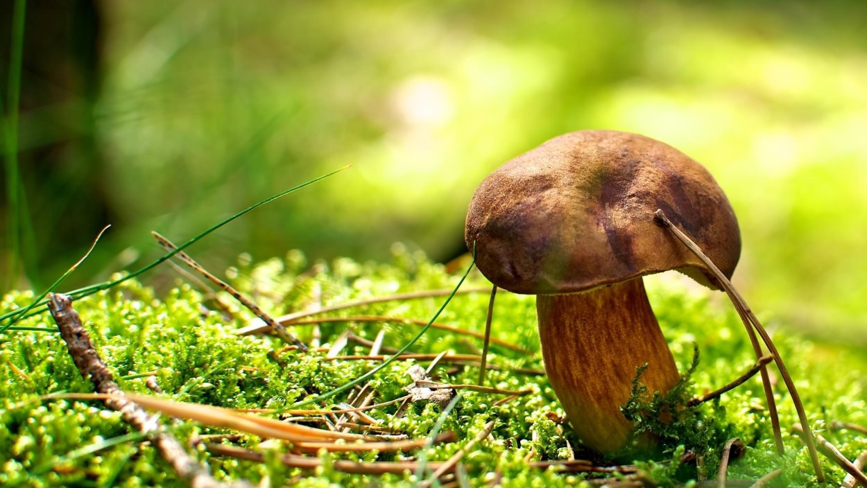 Паутинник гриб