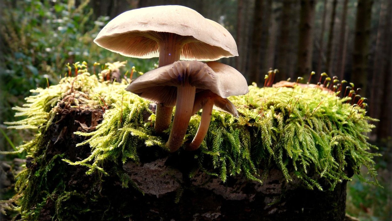 Грибы на пнях