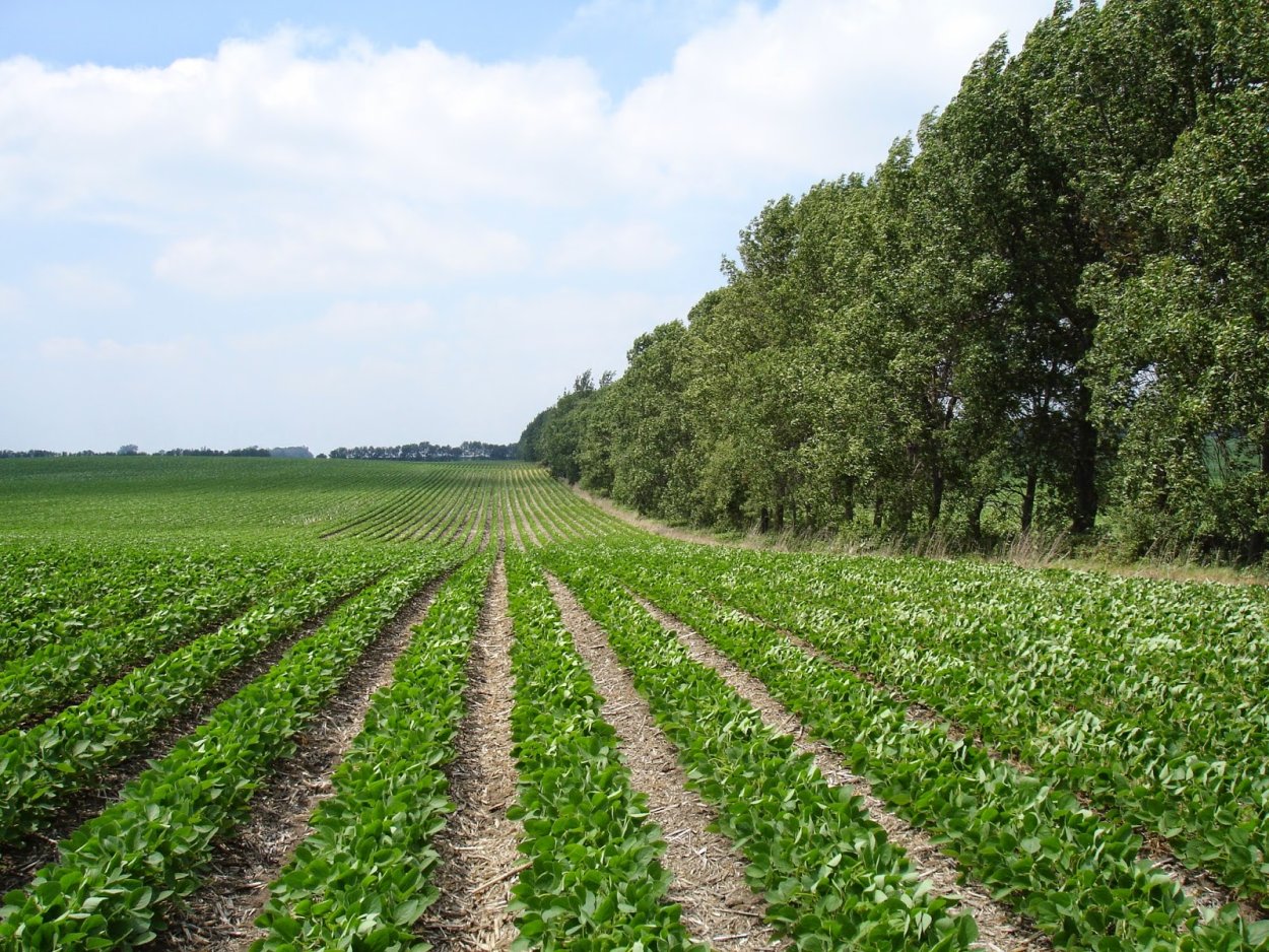 Противоэрозионная агролесомелиорация