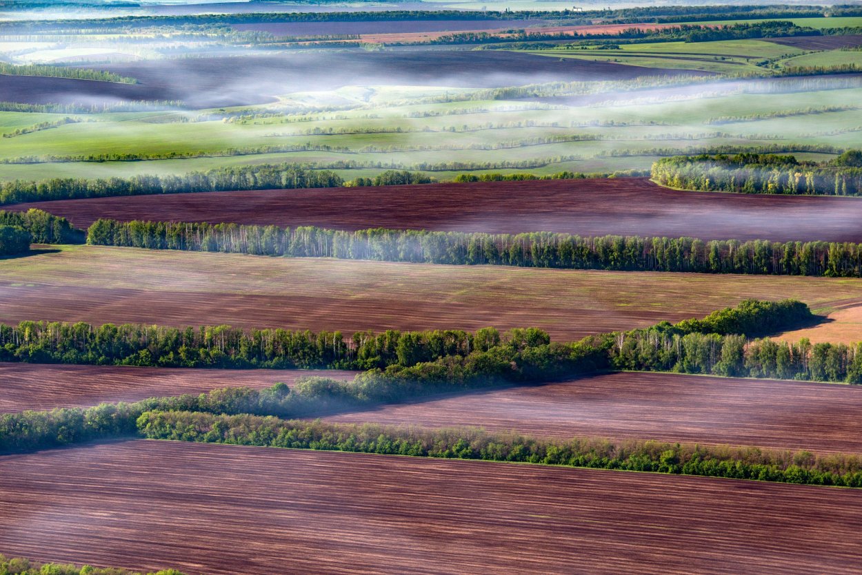 Ветрозащитные насаждения