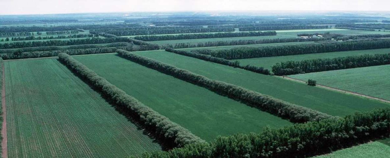 Опашка минерализованных полос