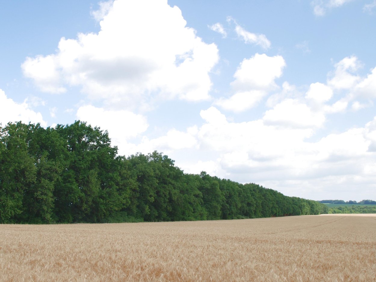 Полезащитные Лесные полосы Воронежа