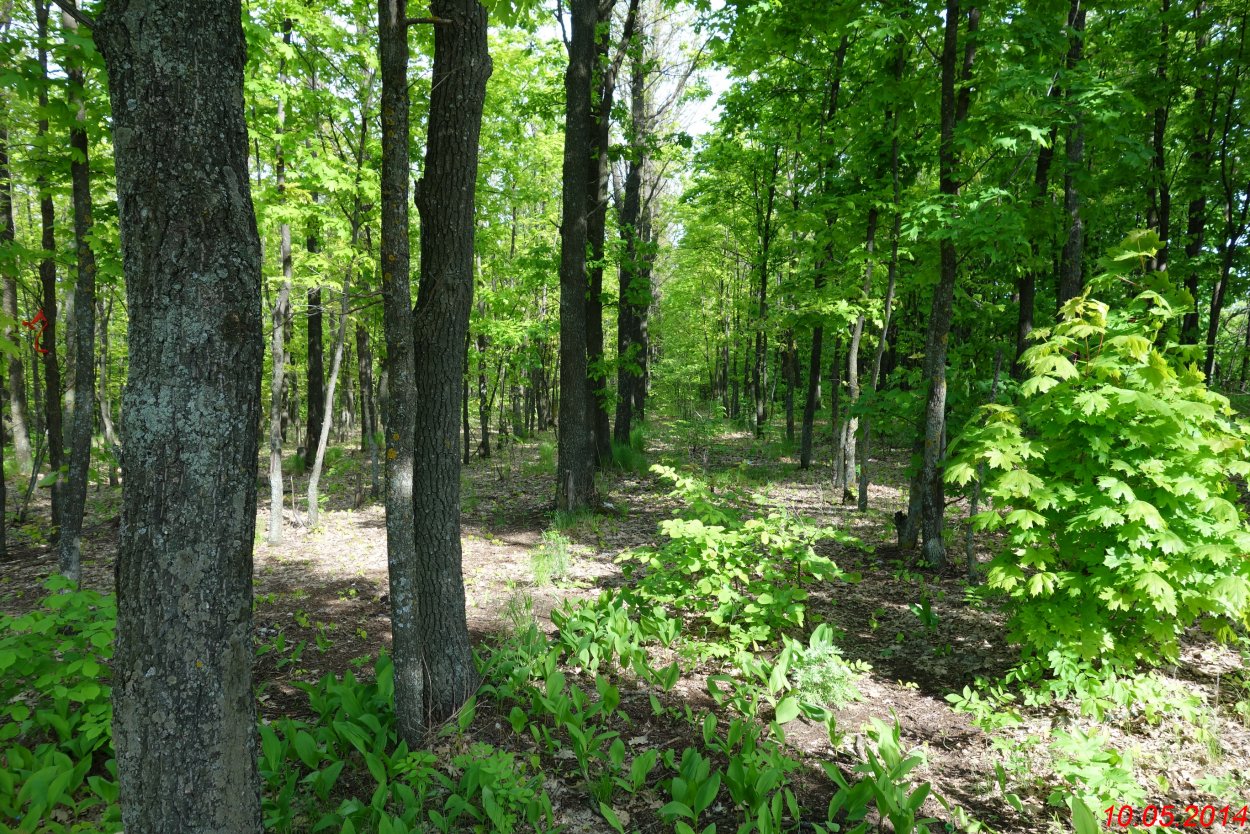 Защитные Лесные насаждения