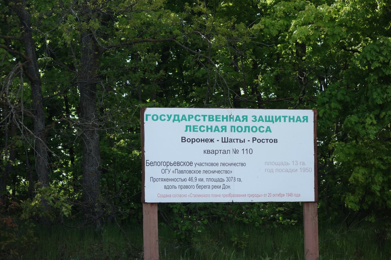 Осенняя лесополоса фото