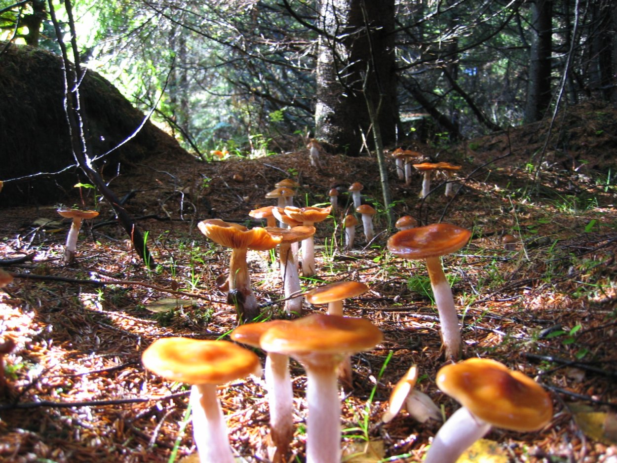 Грибное место в лесу