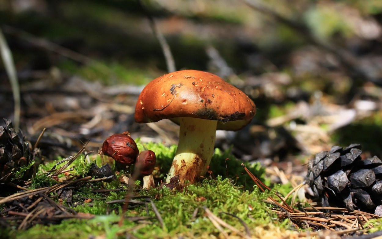 Грибной лес